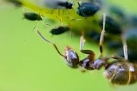 L'addiction aux anti-sucres.