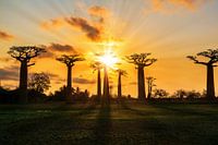 Zonnestralen Baobabs