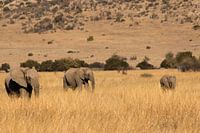 familie olifant in zuid afrika