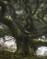 König unter den Bäumen