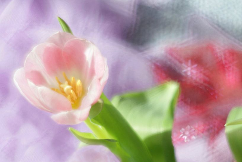 Tulipe par Marianna Pobedimova