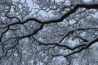graphic snow-covered tree