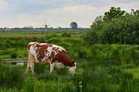 Koe in de polder
