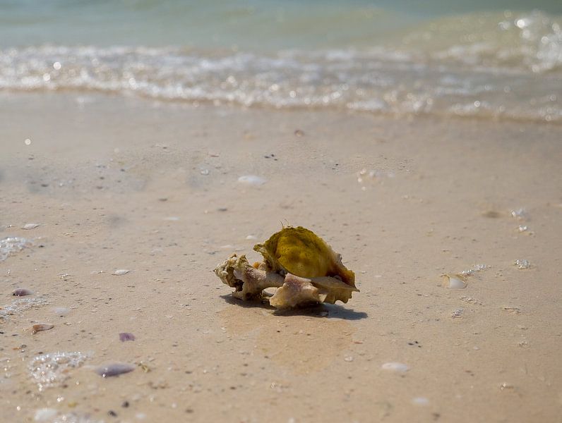 Muschel am Karibikstrand von Moniek van Rijbroek