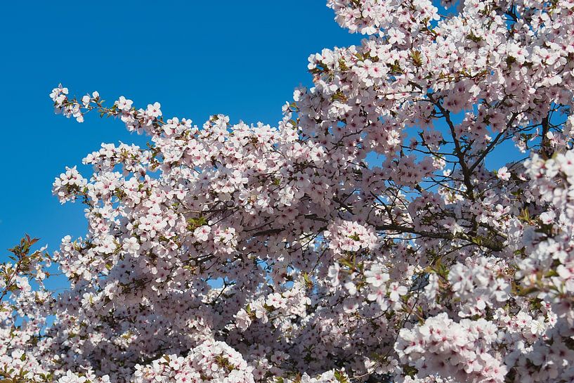 Japanese blossom with a clear blue sky by Jolanda de Jong-Jansen