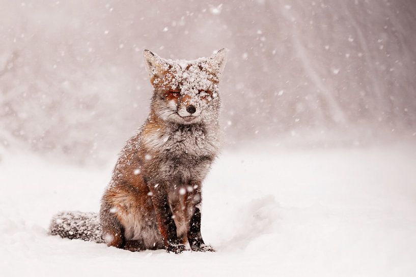 Fairytale Fox - Renard dans le blizzard par Roeselien Raimond