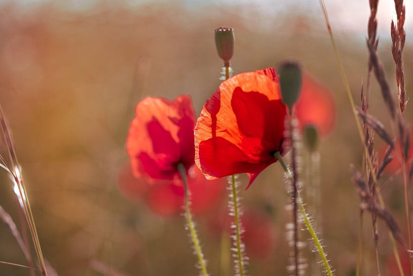 Mohnblumen von Kurt Krause