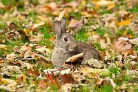 Ein Kaninchen im Gras unter dem Herbstlaub
