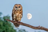 Tawny owl with moon in background