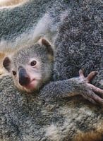 Bébé koala