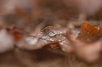 Goutte de pluie atmosphérique sur une feuille d'automne