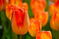 Tulp oranje