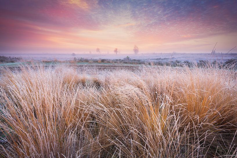 Cold morning on the Balloërveld - Drenthe, the Netherlands by Bas Meelker