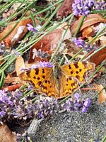 Schmetterling auf Lavendel