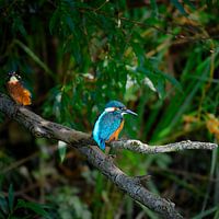 Kingfishers over a stream