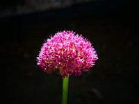 Pink flower in the dark