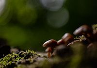 Step out of the light