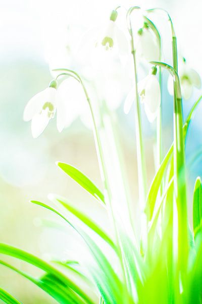 Sneeuwklokjes in de zon by Jelmer Jeuring