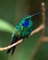 Kolibri auf einem Zweig