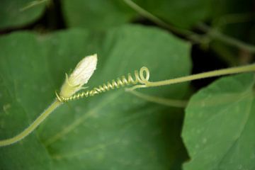 Wie steunt wie? Detail in een tuin