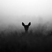 Rothirsch-Reh im nebligen Moorgebiet