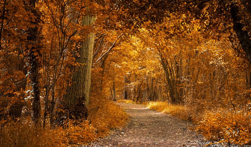 Herbstfarben im Wald von Rietje Bulthuis