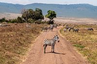 On the road on safari.