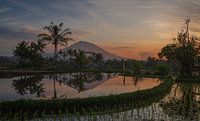 Sunrise over rice fields and Mount Agung