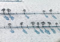 Parallele Reihen von Bäumen in verschneiten Wiese