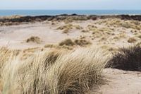 Dünen im Westduinpark in Scheveningen