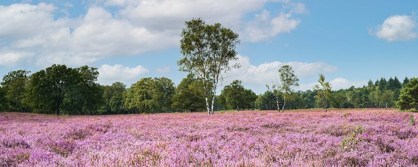 Vast blooming heathland in the sun, De Kampina by Henno Drop