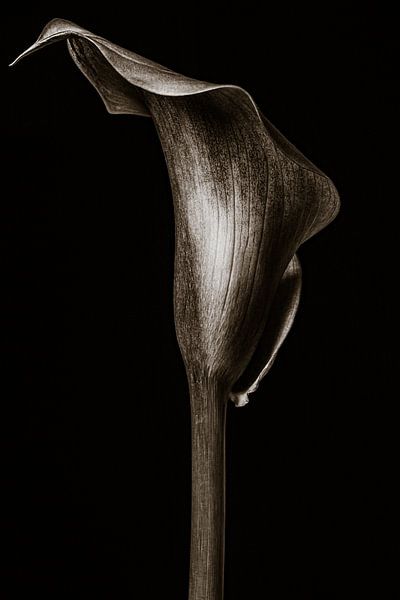 Calla Lily - In Stone III by Steffen Sebastian Schäfer