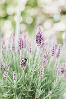 Bourdon sur la lavande