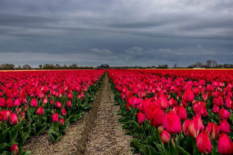 Tulipes rouges et ciel menaçant par peterheinspictures