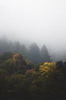 Herbstlicher Wald in Nebel gehüllt