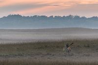 Rotwild auf der Veluwe