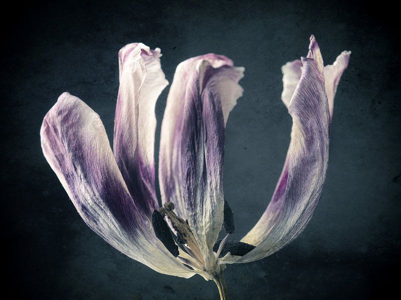 La beauté du passé par Andreas Berheide Photography