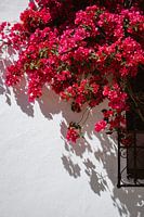 Bougainville Spanje