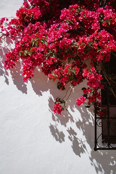 Bougainville Espagne par Hannah Hoek
