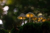 champignons lumineux