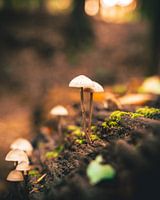 Champignons sur un arbre en automne