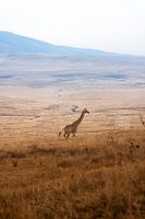 Girafe courant dans le cratère fertile du Ngorongoro en Tanzanie