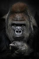 Annoyed thinking with folded hands under the chin of a strong male gorilla, portrait close-up black 