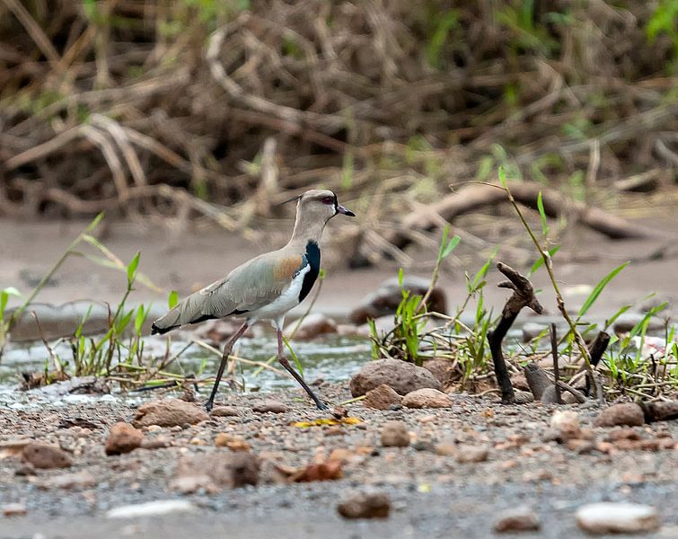 Chileense kievit von Maarten Verhees