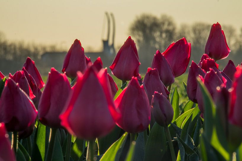 De 2 Zwanen bij Schagerbrug par peterheinspictures