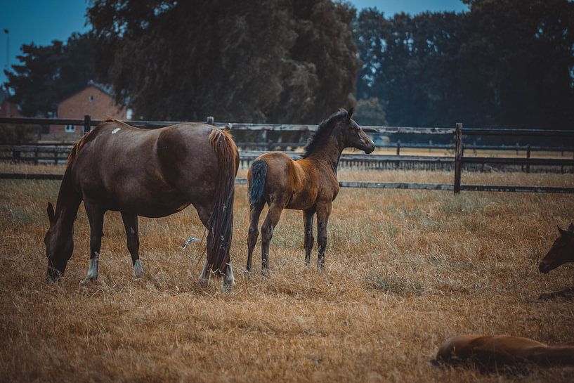Moeder en haar jonge veulen by Fotografie Julie VdB