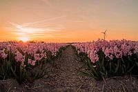 Hyazinthen in Breezand