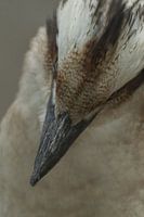 Close-up portrait of Laughing Hans