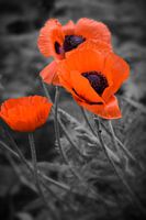 Poppies