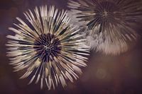 Pusteblumen mit Bokeh